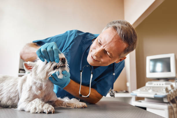 Best Emergency Dental Care for Broken or Chipped Teeth in Ralston, NE